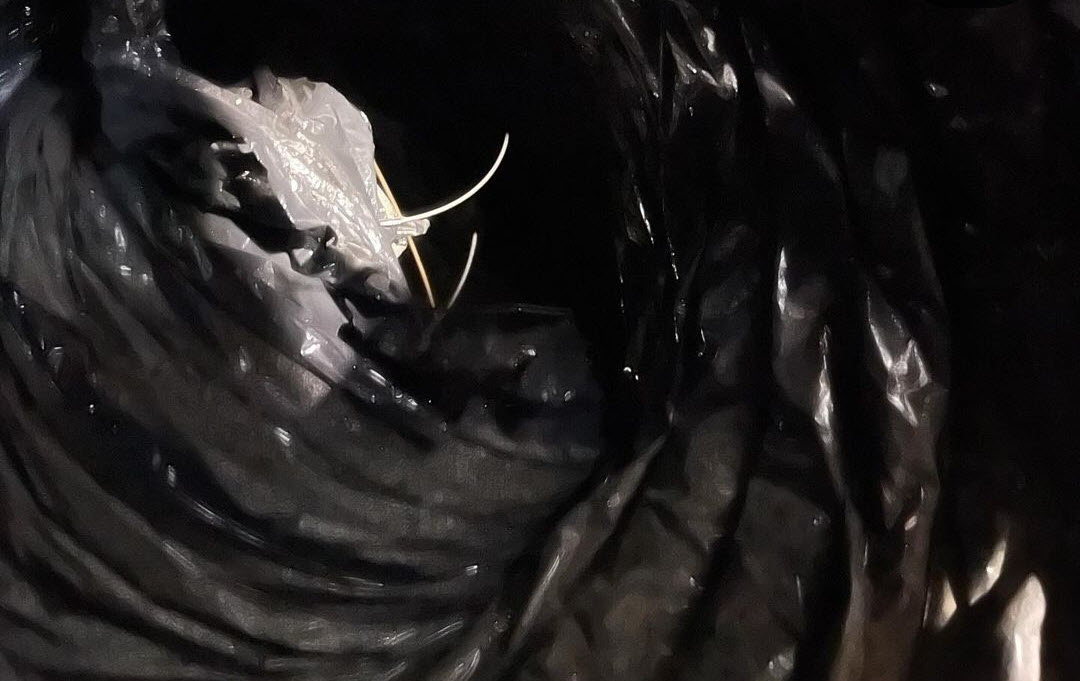 Rodent Damaged Air Ducts